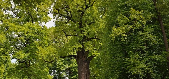 Dąb Józef – Europejskim Drzewem Roku.